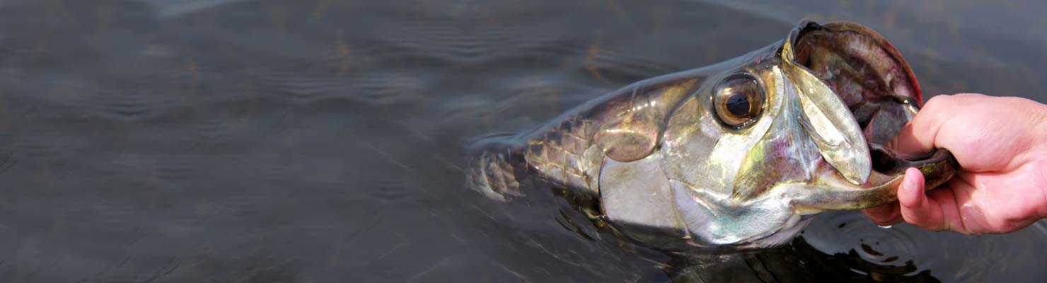 Reviving a Tarpon