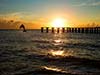 Dolphin Jumping at Sunset