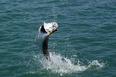 Tarpon Jumping