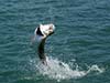 Tarpon Jumping